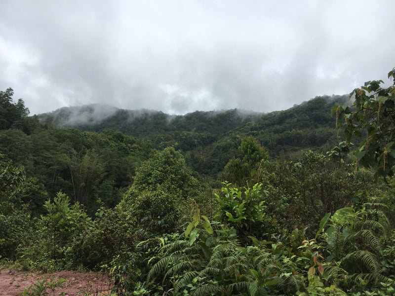 2018 Mijing Early Spring - Raw Pu - erh - 357g - The Honourable Tea Company