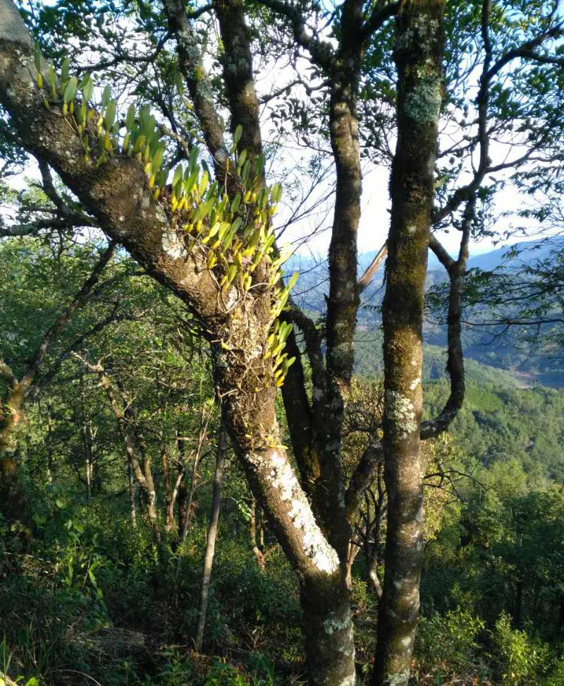 2018 Mijing Early Spring - Raw Pu - erh - 357g - The Honourable Tea Company